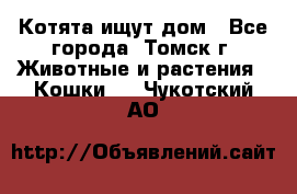 Котята ищут дом - Все города, Томск г. Животные и растения » Кошки   . Чукотский АО